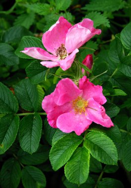 yabani gül pembe çiçekli