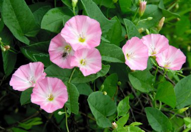 gündüzsefası pembe çiçekli