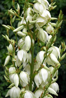 beyaz çiçekli bitki Yucca