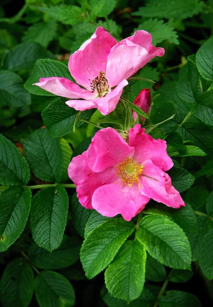 ピンクの花を持つ野生のローズ — ストック写真