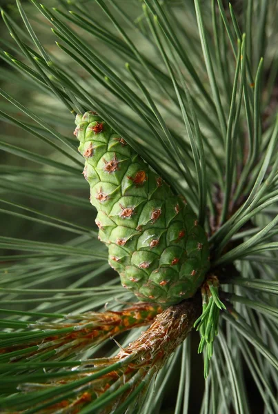Cone verde de pinheiro — Fotografia de Stock