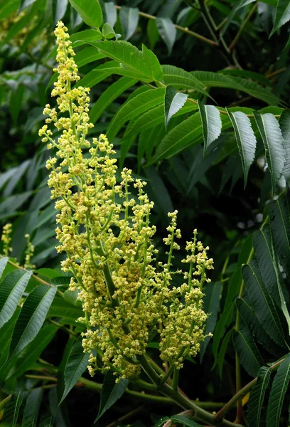 Árbol de Sumac en flor —  Fotos de Stock