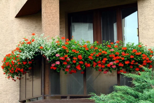 Flores de geranio rojo en el balcón como decoración floral —  Fotos de Stock