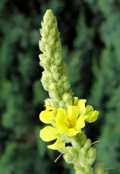 Flores amarelas de mullein — Fotografia de Stock