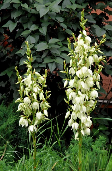 흰색 꽃으로 유카 식물 — 스톡 사진