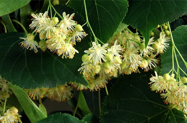 Fleurs jaunes de tilleul comme médecine naturelle — Photo