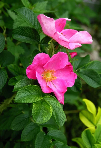 ピンクの花を持つ野生のローズ — ストック写真