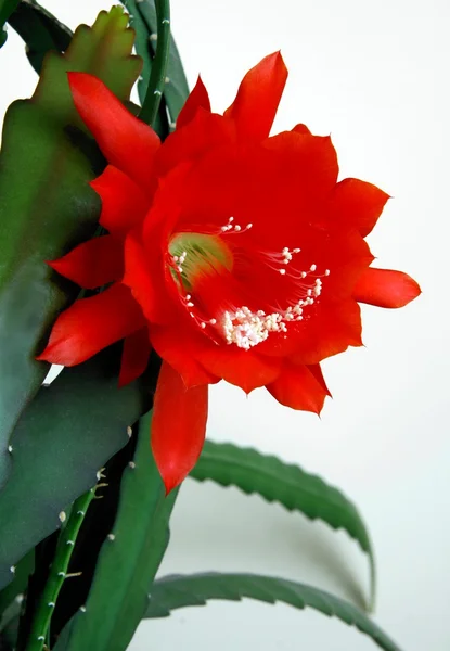 Flor vermelha de cacto com pólen branco — Fotografia de Stock