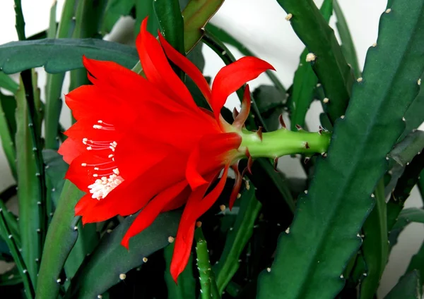 Fiore rosso di cactus con polline bianco — Foto Stock