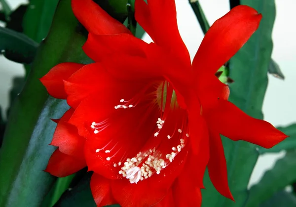 Rote Blüte des Kaktus mit weißen Pollen — Stockfoto