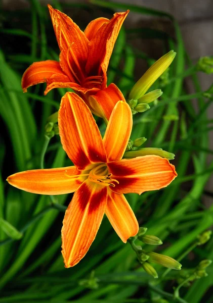 오렌지 꽃 피는 백합 식물의 — 스톡 사진