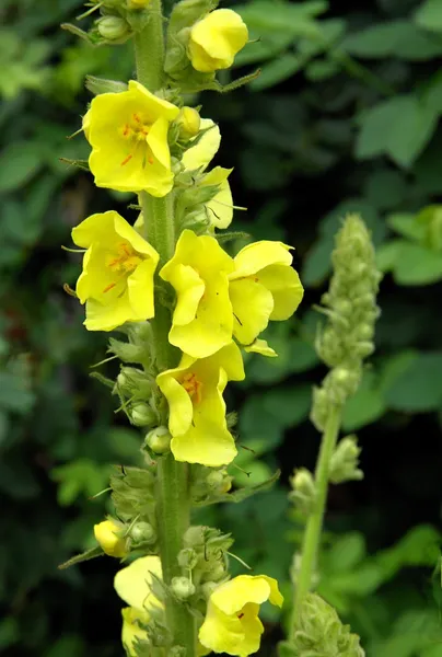 Mullein с желтыми цветами — стоковое фото