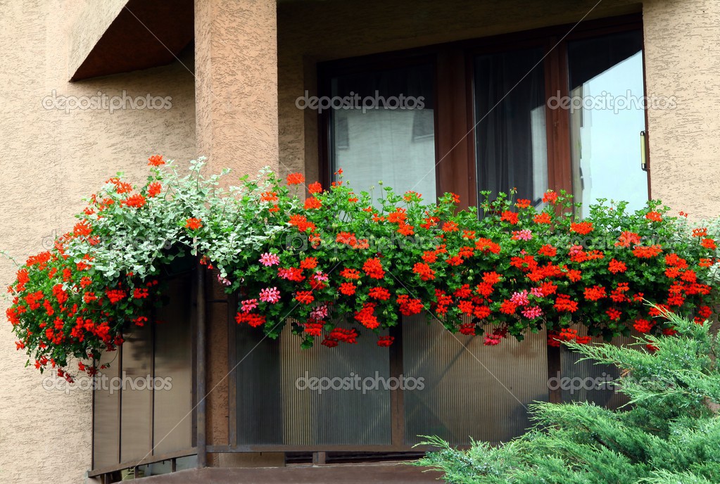 花の装飾としてバルコニーの赤いゼラニウム花 ストック写真 C Manka