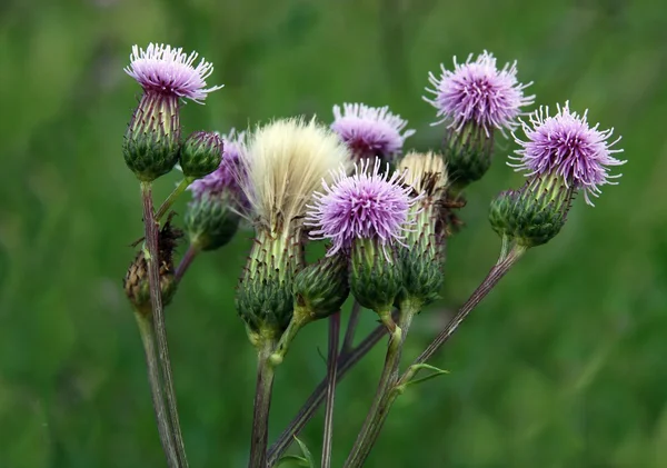 Cardo planta com flores de lila — Fotografia de Stock