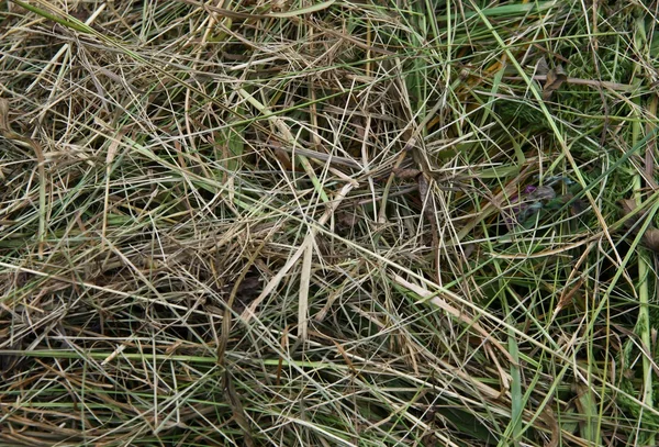 Feno de grama seca como fundo natural — Fotografia de Stock