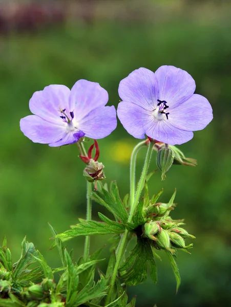 牧草地にブルーの花を持つゼラニウムをクローズ アップ — ストック写真