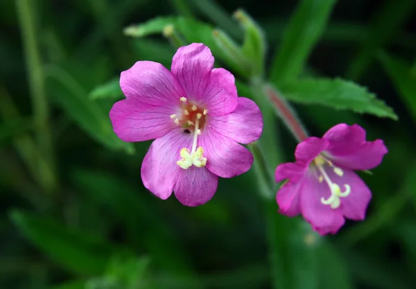 Willowherb s lila květy — Stock fotografie