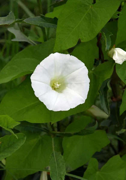 Hedge kahkaha çiçeği — Stok fotoğraf