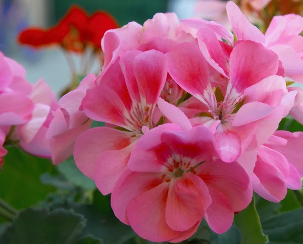 Розовый цветок герань горшок растения на балконе — стоковое фото