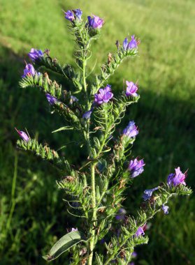 Viper's bugloss plamnt çayır üzerinde mavi çiçekli