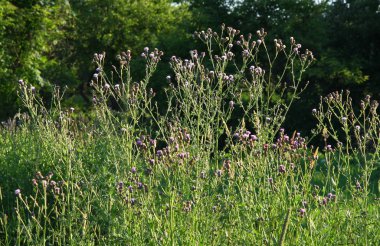 Thistle bitkiler üzerinde yaz çayır