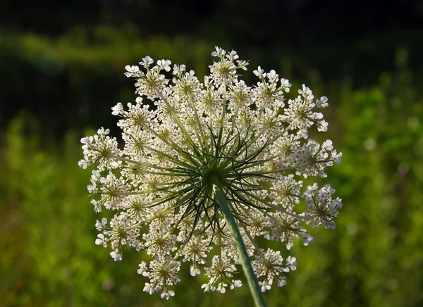 야생 당근 식물의 흰 꽃 가까이 — 스톡 사진