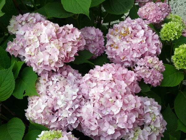 Flores rosadas y lila de hortensia —  Fotos de Stock