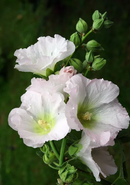 Flores brancas de malva planta no jardim — Fotografia de Stock