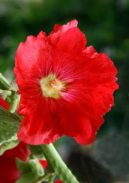 Czerwony kwiat mallow wieloletnich roślin w ogrodzie — Zdjęcie stockowe