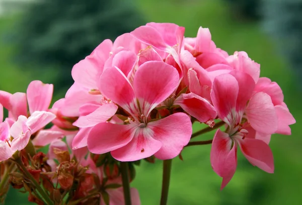 Sardunya pot bitki Pembe çiçek yakın çekim — Stok fotoğraf