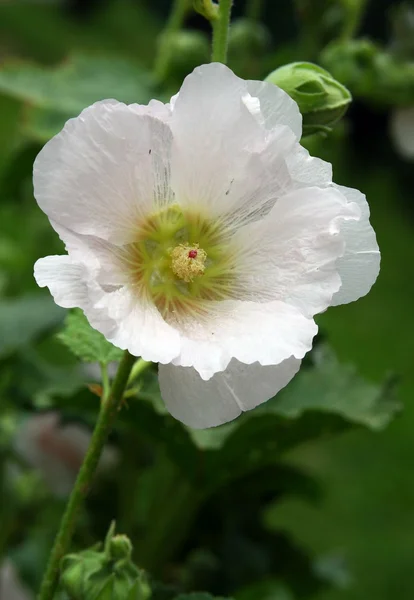 Hvit blomst av ettårig mallow-plante i hagen – stockfoto