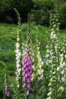 Pembe ve beyaz çiçekler yüksükotu bitki bir Bahçe