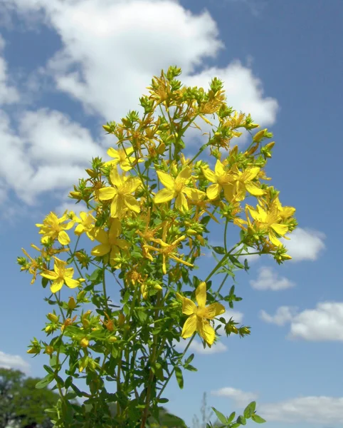 St.John 's wort ört i blossom — Stockfoto