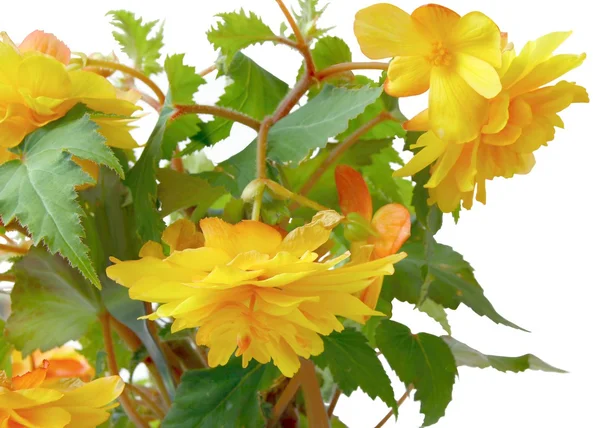 Gele bloem van begonia — Stockfoto