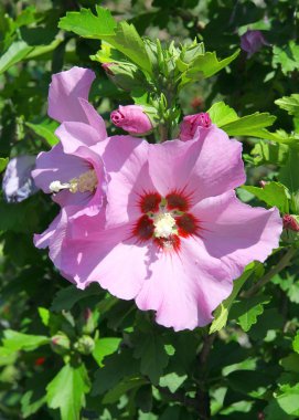 hibiscus Pembe çiçek