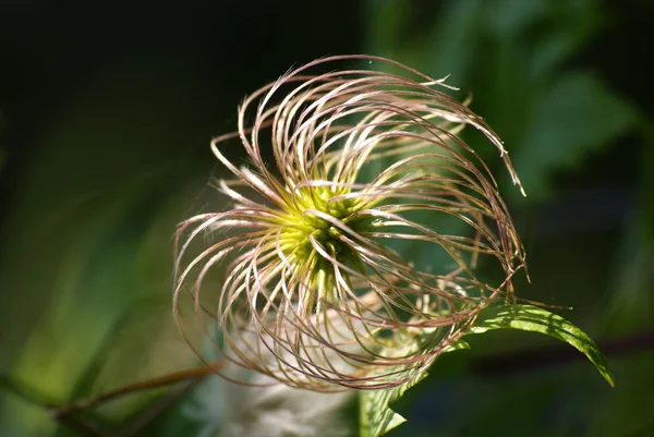 Akasma bitkinin olgun, Kuru tohumlar — Stok fotoğraf