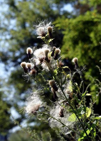 Cardo con semillas y bolas de soplo blanco amanecido — Foto de Stock