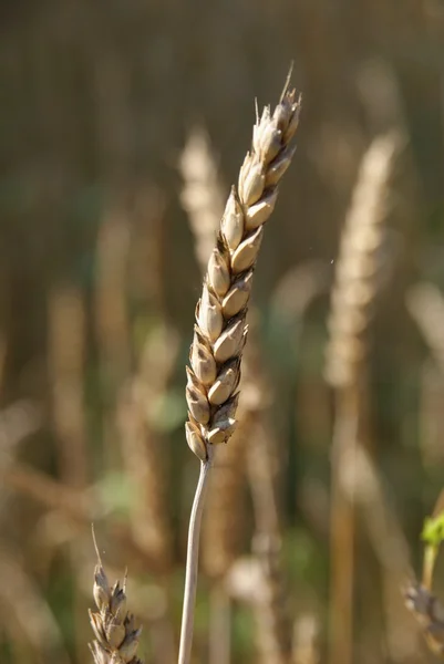 Espiga madura y seca de trigo con semillas —  Fotos de Stock