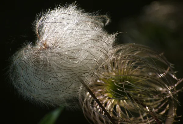 Reife, trockene Samen der Clematis-Pflanze — Stockfoto