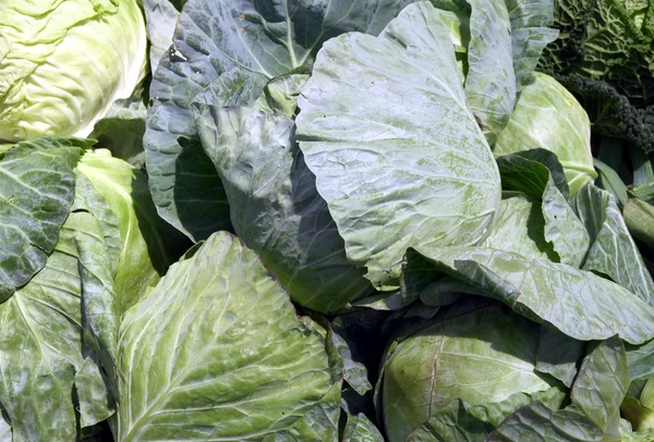 Green,early cabbage — Stock Photo, Image