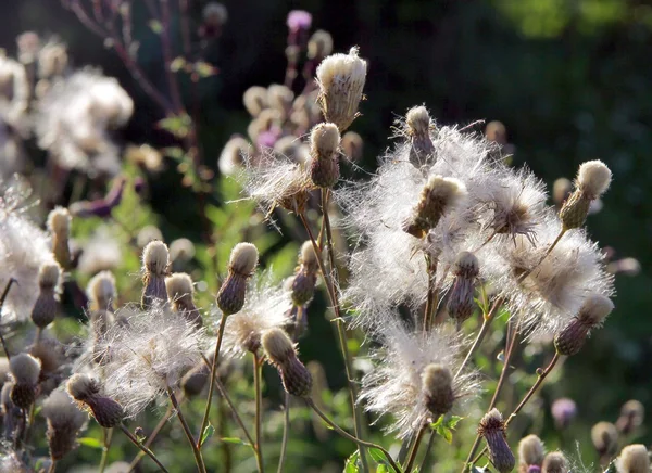 Distel mit Samen und weißen Pusteblumen — Stockfoto