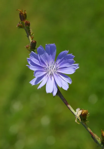 Fleur bleue de chicorée — Photo