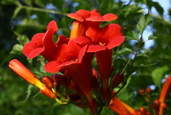 Rote Blüten der milin gabor Schlingpflanze — Stockfoto
