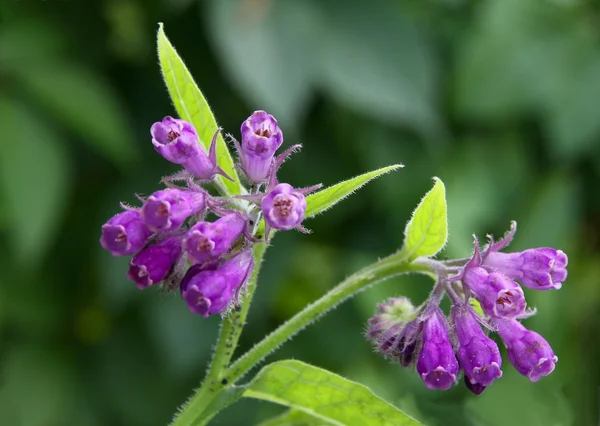 Comfrey with lila flowers — Stock Photo, Image