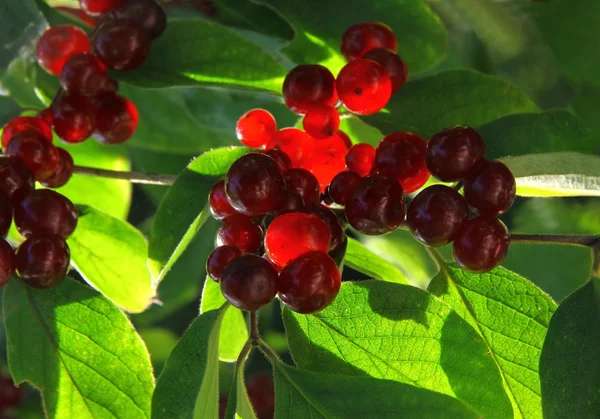 Lonicera xylosteum 부시 대통령의 붉은 열매 — 스톡 사진