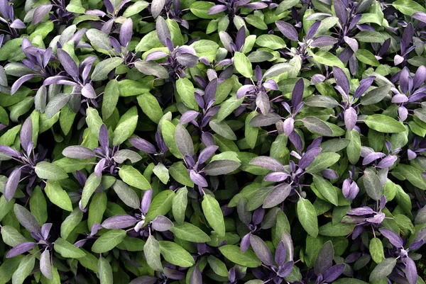 Salvia plants in garden — Stock Photo, Image