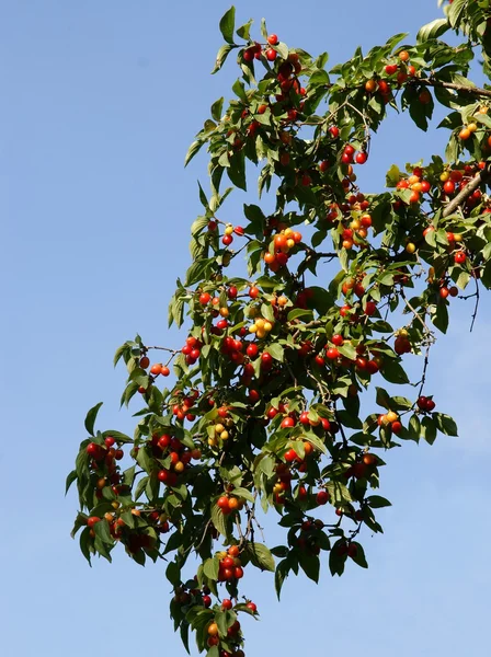 Dogberry drzewo z jadalne, smaczne owoce — Zdjęcie stockowe