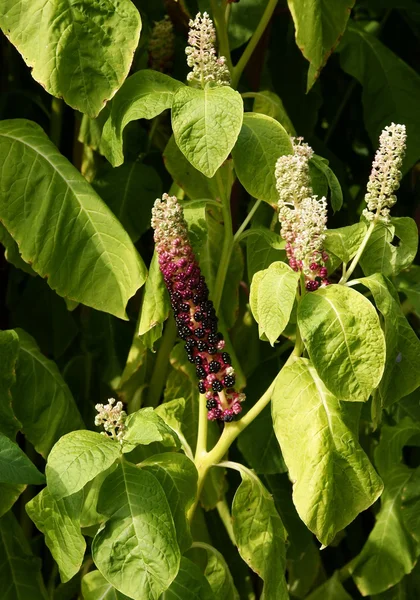 Pokeweed växt med frukter i sommar — Stockfoto