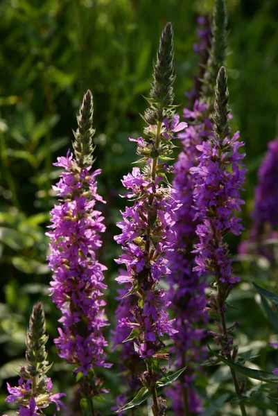 Flores de púrpura loosestrife —  Fotos de Stock