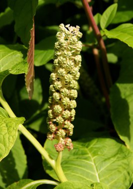 Pokeweed bitkinin meyve